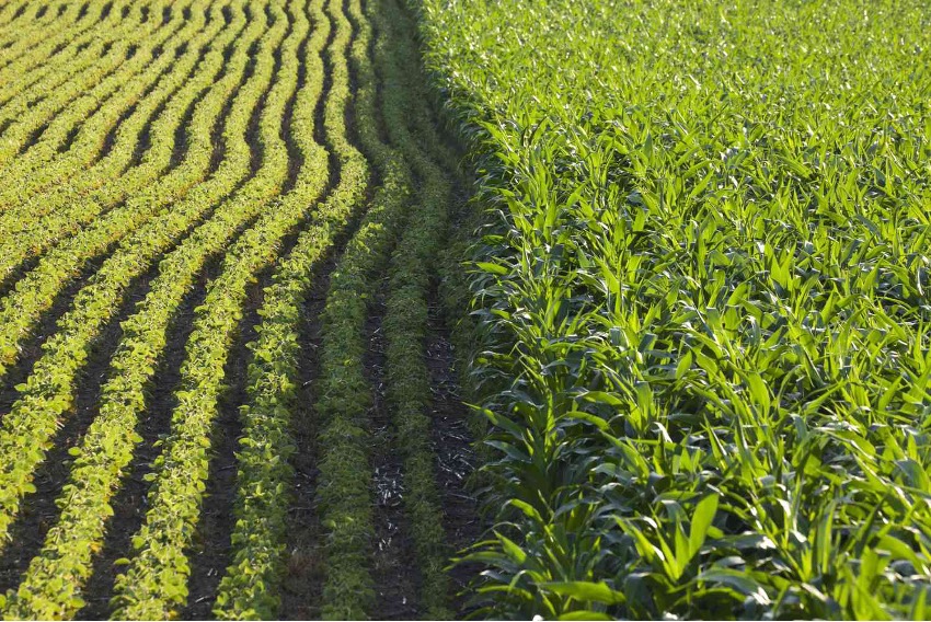 Foto: Agriculture.com